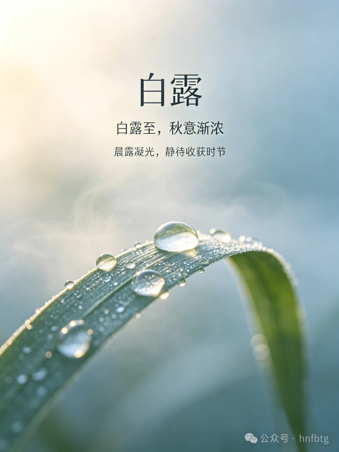 二十四节气｜白露